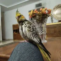 عروس هلندی گم شده