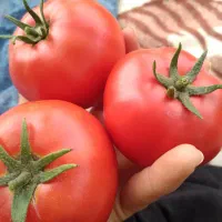 رب گوجه فرنگی