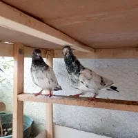 یک جفت کبوتر پاکستانی