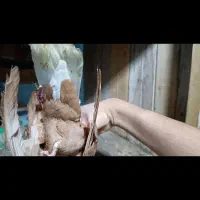 سینه|پرنده|مرودشت, کناره|دیوار
