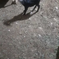 گم شدن دوراس بز