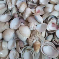 گوش ماهی|ماهی|شیراز, میانرود|دیوار