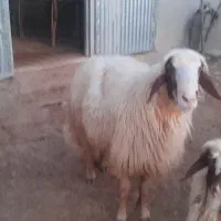 ورن داشت،،سە سالە|حیوانات مزرعه|دشت ذهاب, |دیوار