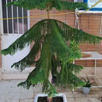 کاج مطبق|گل و گیاه طبیعی|اصفهان, شیخ اشراق|دیوار