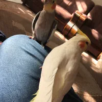 عروس هلندی مولد جفت دستی