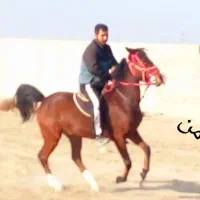 اسب|اسب و تجهیزات اسبسواری|تنکمان, |دیوار