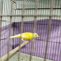 فروش قناری|پرنده|برازجان, |دیوار