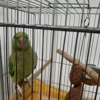 طوطی ملنگو سخنگو ۳ ساله با قفس بزرگ و پایه دار