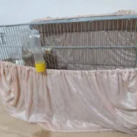 عروس هلندی مولد|پرنده|وحیدیه, |دیوار