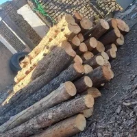 برش درخت خریدار چوب