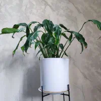 گل‌های طبیعی وسالم پرورش‌یافته باعشق توی خونه‌مون|گل و گیاه طبیعی|دلند, |دیوار