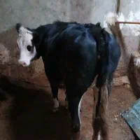 یک راس گوساله ماده سیمینتال