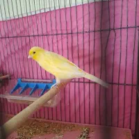 قناری ماده