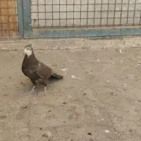 پرنده کبوتر|پرنده|تهران, مسعودیه|دیوار