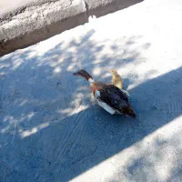 اردک|پرنده|چرام, |دیوار