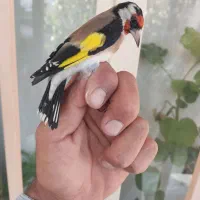 جوجه سهره|پرنده|رودشت (چهارمحال و بختیاری), |دیوار