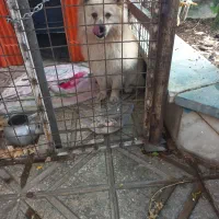 سگ گمشده اسمش لئو ۵سال