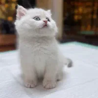 گربه بریتیش ماده فوری