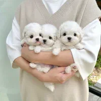 توله فنجونی|سگ|بم, |دیوار