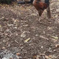 غازو اردک وخروس|حیوانات مزرعه|تهران, حکیمیه|دیوار