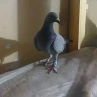 کبوتر پلاکی