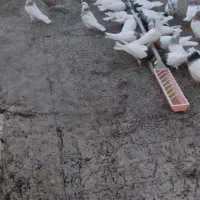 کبوتر طوقی|پرنده|سنقر, |دیوار