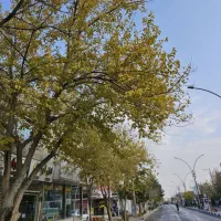 سلام فروش بیده یویجه