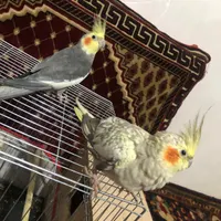 عروس هلندی جفت نر و ماده|پرنده|رشت, سلیمانداراب|دیوار