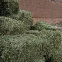 پرس یونجه ،یونجه خورد کرده ،کاه گندم ،پرس گندم