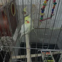 جفت مولد عروس هلندی  چهار تخم