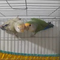 طوطی برزیلی