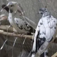 تهرانی و کاشی