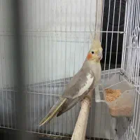 پرنده|پرنده|ساری, |دیوار