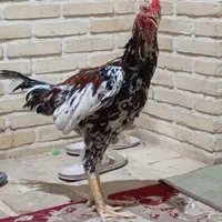 لاری|حیوانات مزرعه|تهران, شهرآرا|دیوار