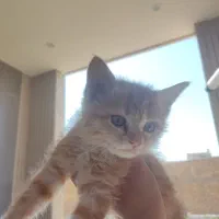 بچه گربه ناز