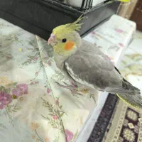 پرنده