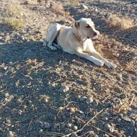 سرابی|سگ|رضویه, |دیوار