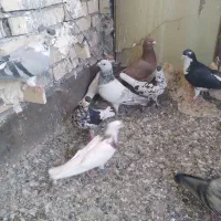 کفتر|پرنده|مشهد, رباط طرق|دیوار