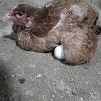 مرغ گوگ