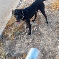 سگ گله فروشی میزون