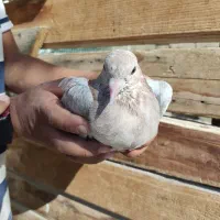 کبوتر