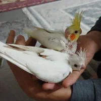 چادر عروس و زورنال