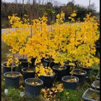 لاوسون،کامیس، نوعل