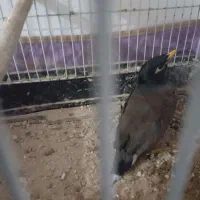 یه عدد جوجه مرغ مینا