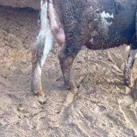 گاو گوساله تلیسه