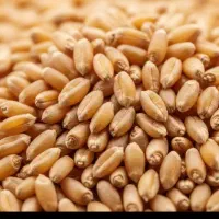 گندم مهرگان بوجاری شده