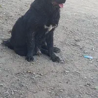 سگ نر ۱۱ماهه دم قر|سگ|نجف‌آباد, کهریزسنگ|دیوار