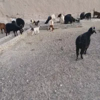 بز زایده|حیوانات مزرعه|نیمروز, |دیوار