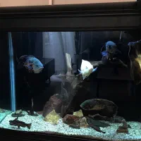 آکواریوم به همراه ماهی و تجهیزات