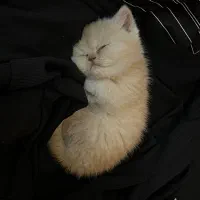 گربه بریتیش اصل نر|گربه|ارومیه, |دیوار